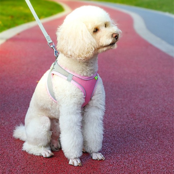 dog-collar-pink-collars