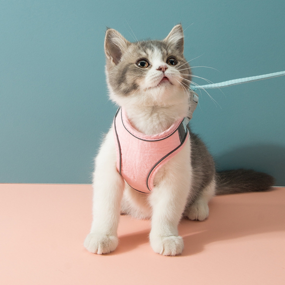 pink-collars-cats