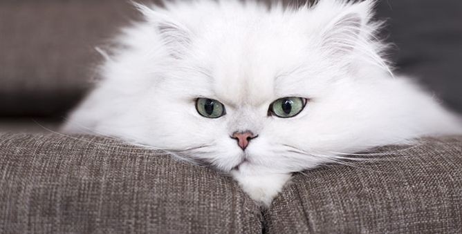 KIBTOY™ 2022 New Animal Astronaut Light